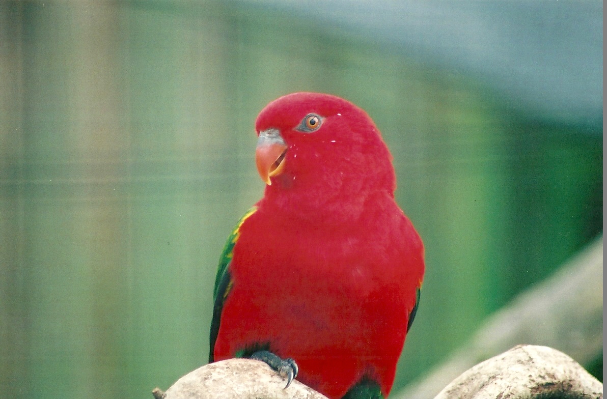 Yellow-backed Chattering Lory, 25th April 2008