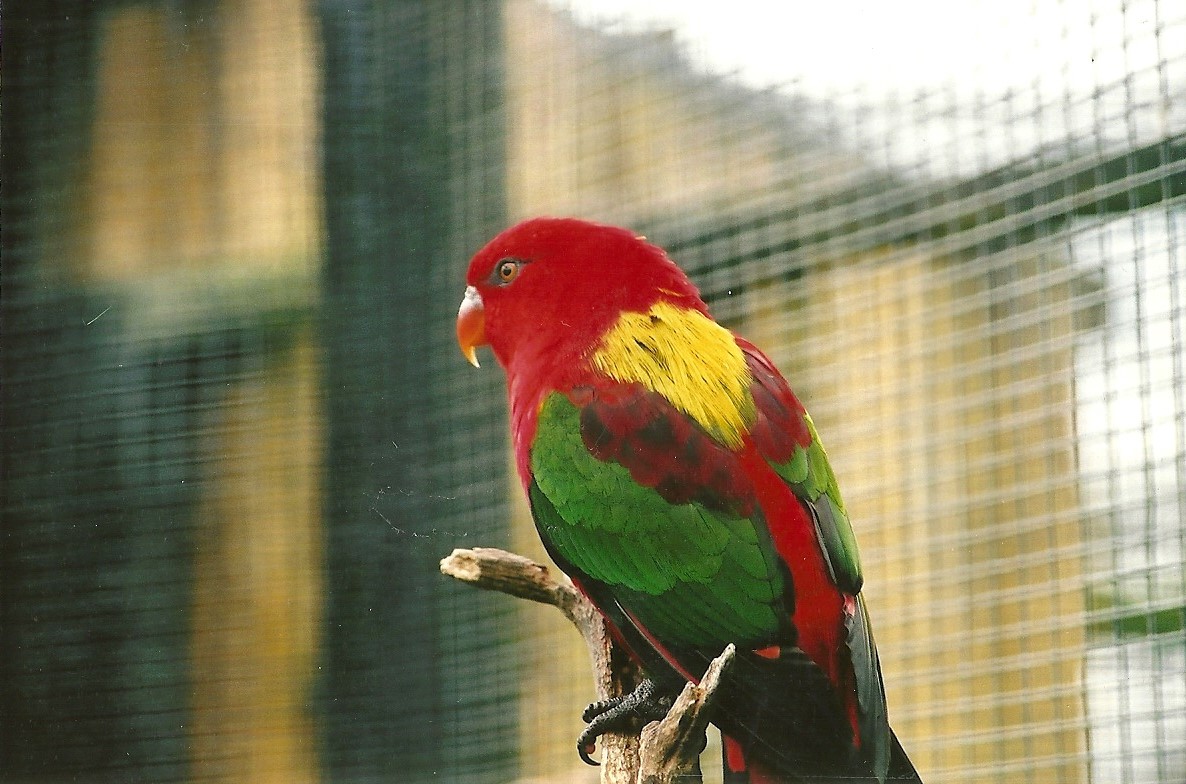 Yellow-backed Chattering Lory, 26th October 2004