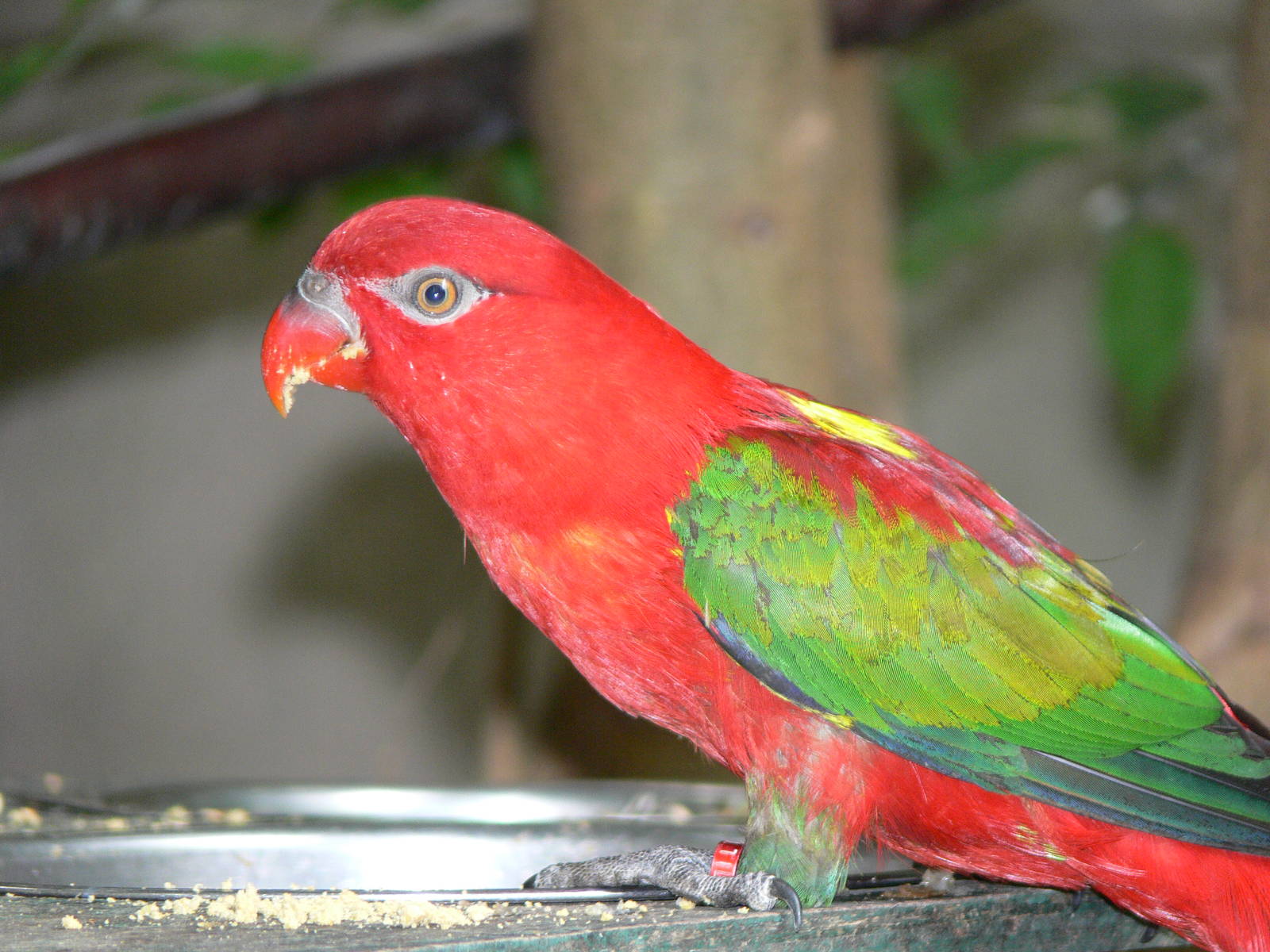 Yellow Backed Chattering Lory at Tropical World, 30/06/13