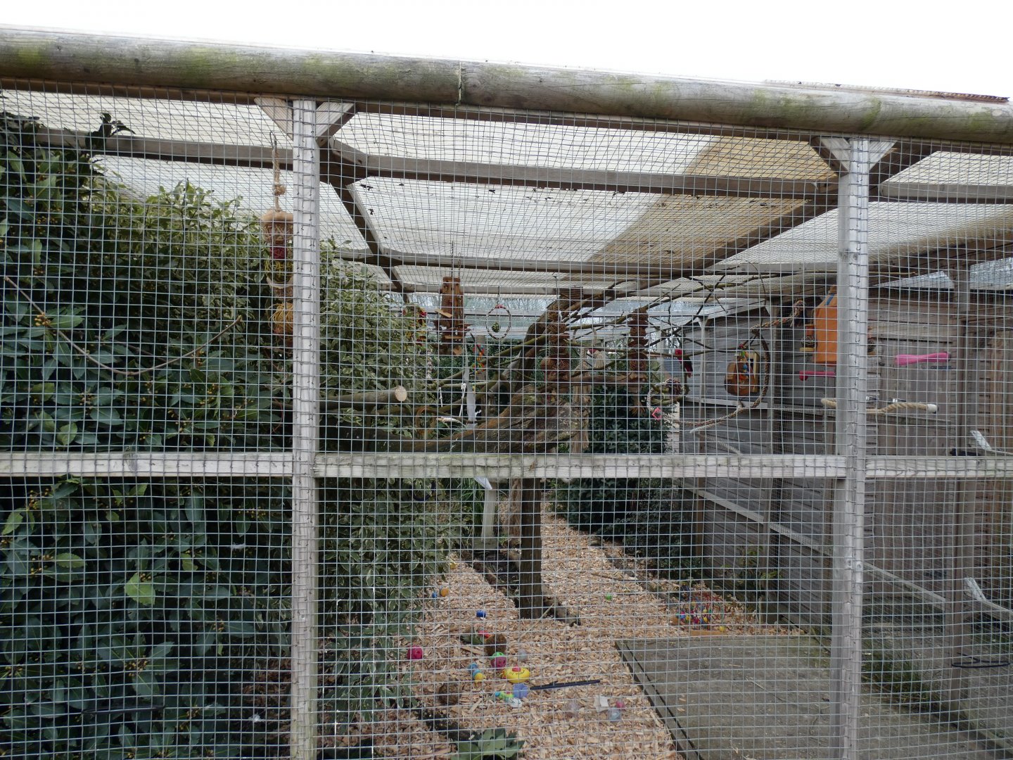 Yellow-backed Chattering Lory aviary