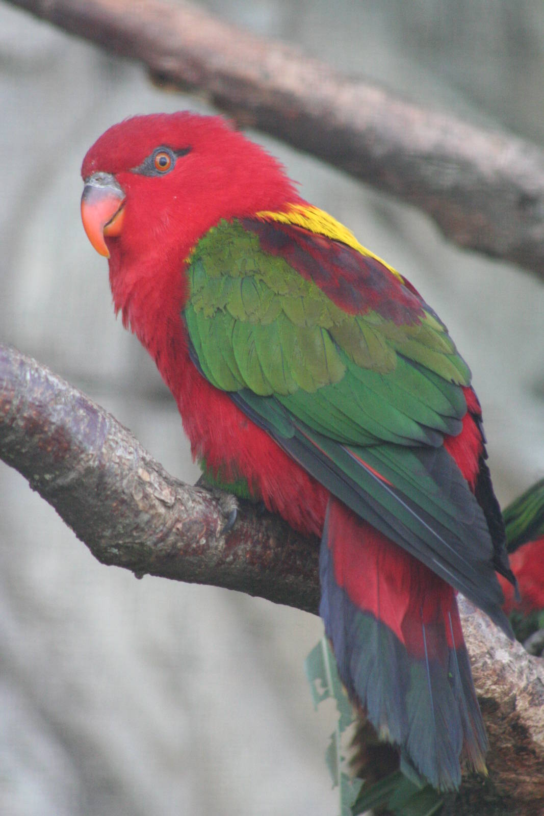 Yellow-backed Chattering Lory @ Chester; 15.09.2015