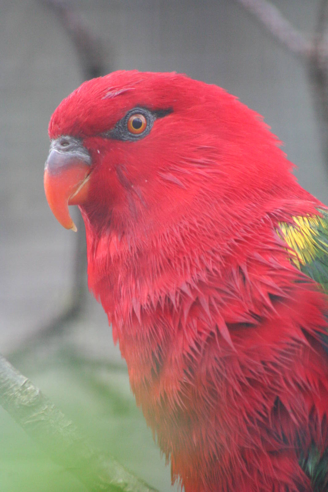 Yellow-backed Chattering Lory @ Chester; 18.09.2015