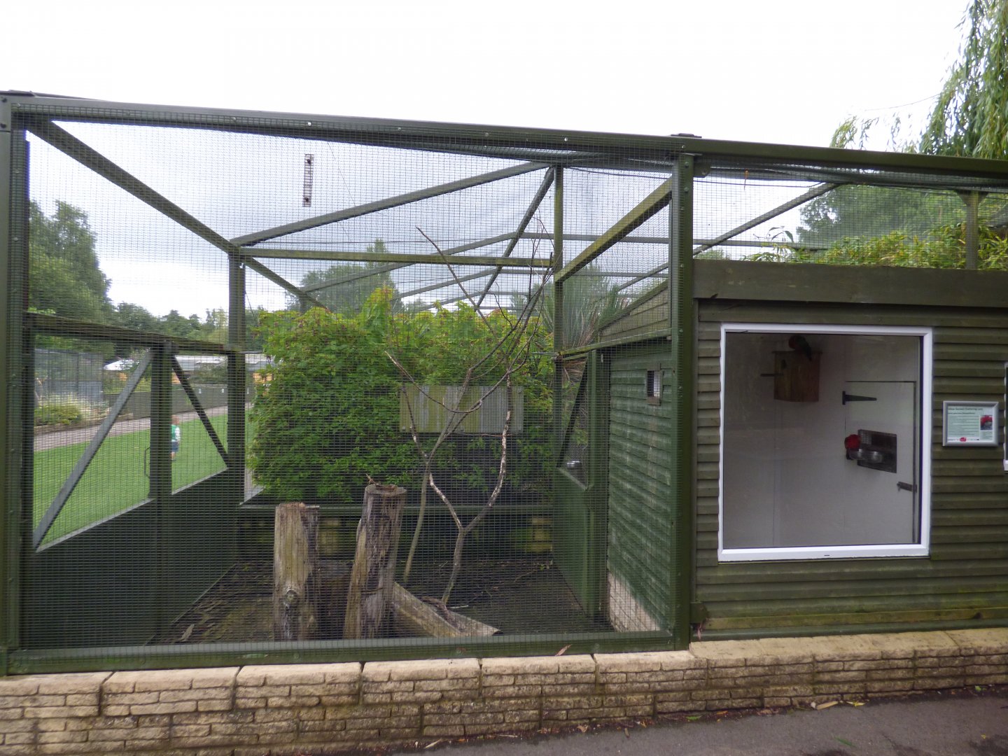 Yellow-backed Chattering Lory Indoors and Aviary