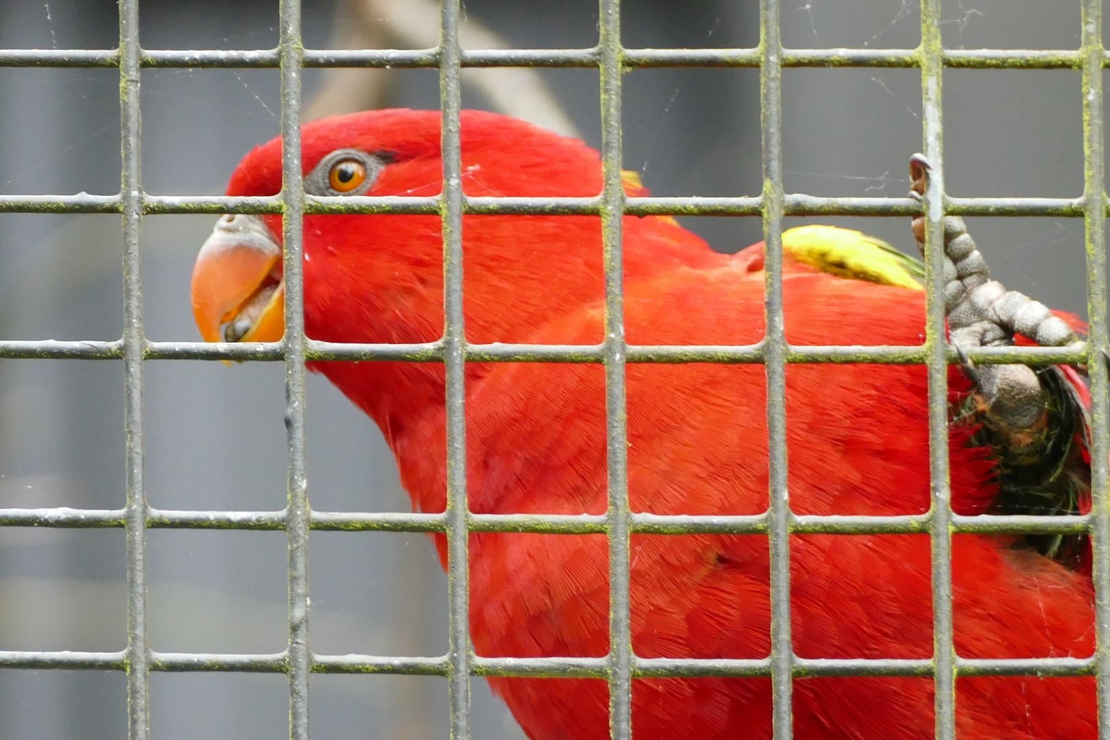 Yellow-backed chattering lory, June 2022