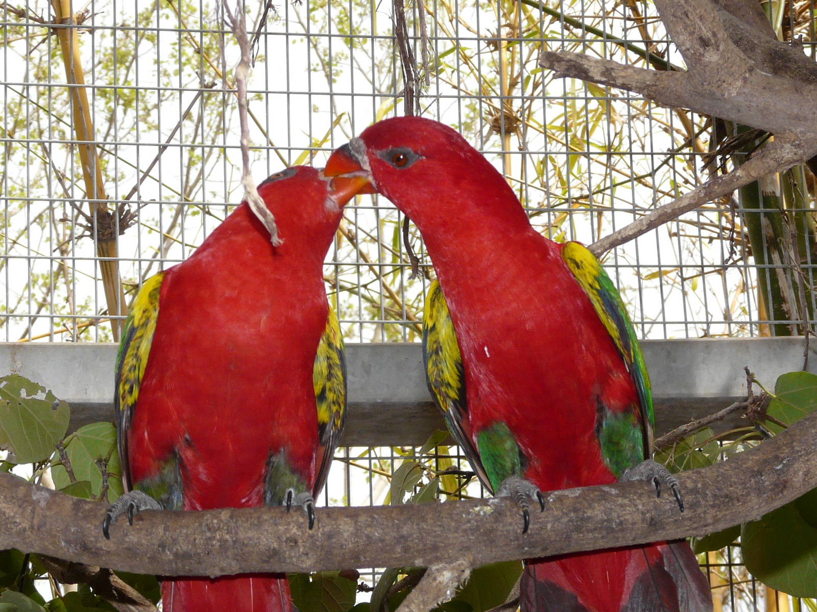 Yellow-backed chattering lory/ Lorius garrulus flavopalliatus