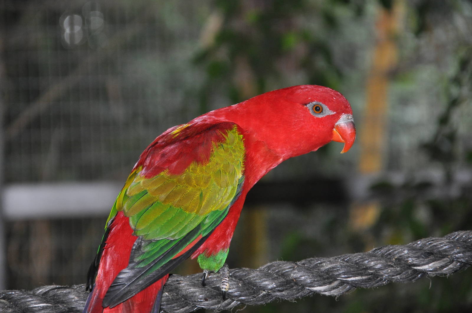 Yellow-backed chattering lory / Lorius garrulus flavopalliatus