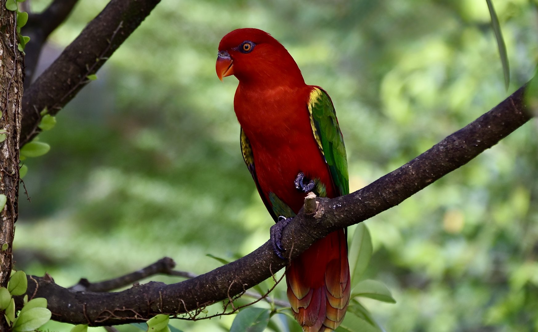 Yellow-Backed Chattering Lory (Lorius garrulus flavopalliatus)