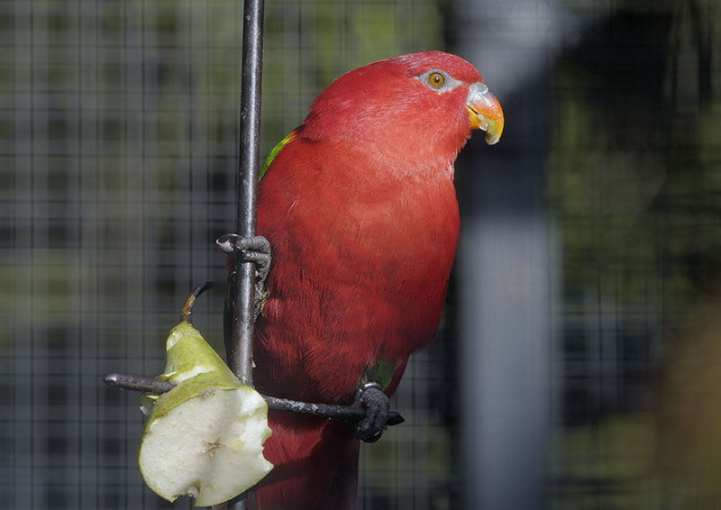 Yellow-backed chattering lory