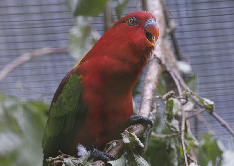 Yellow-backed chattering lory