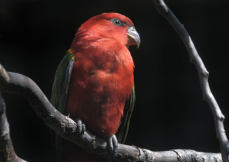 Yellow-backed chattering lory
