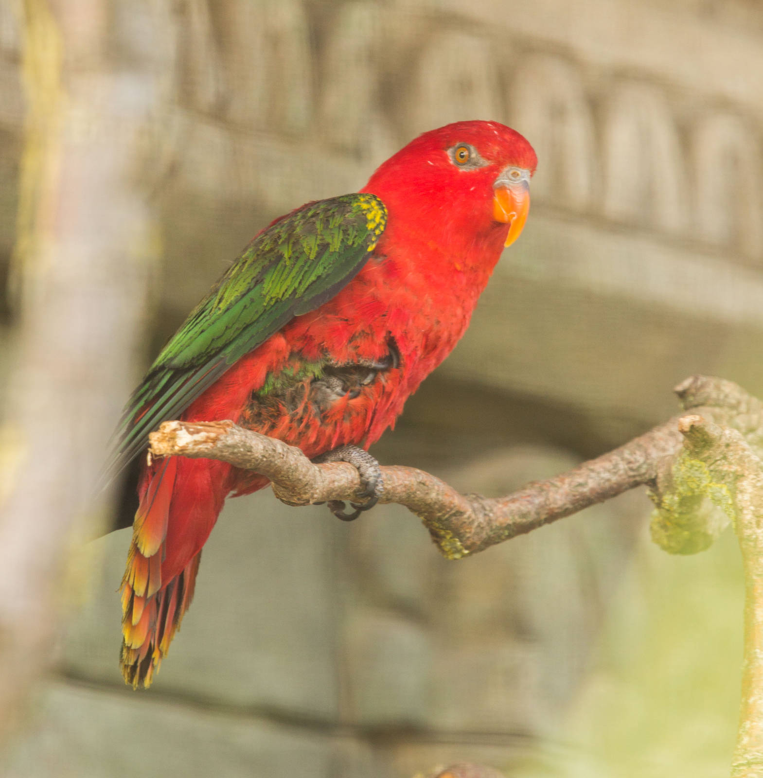 Yellow Backed Chattering Lory
