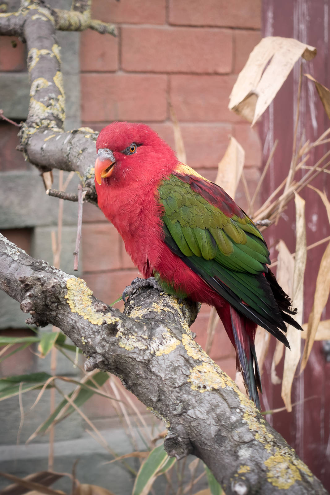 Yellow-Backed Chattering Lory