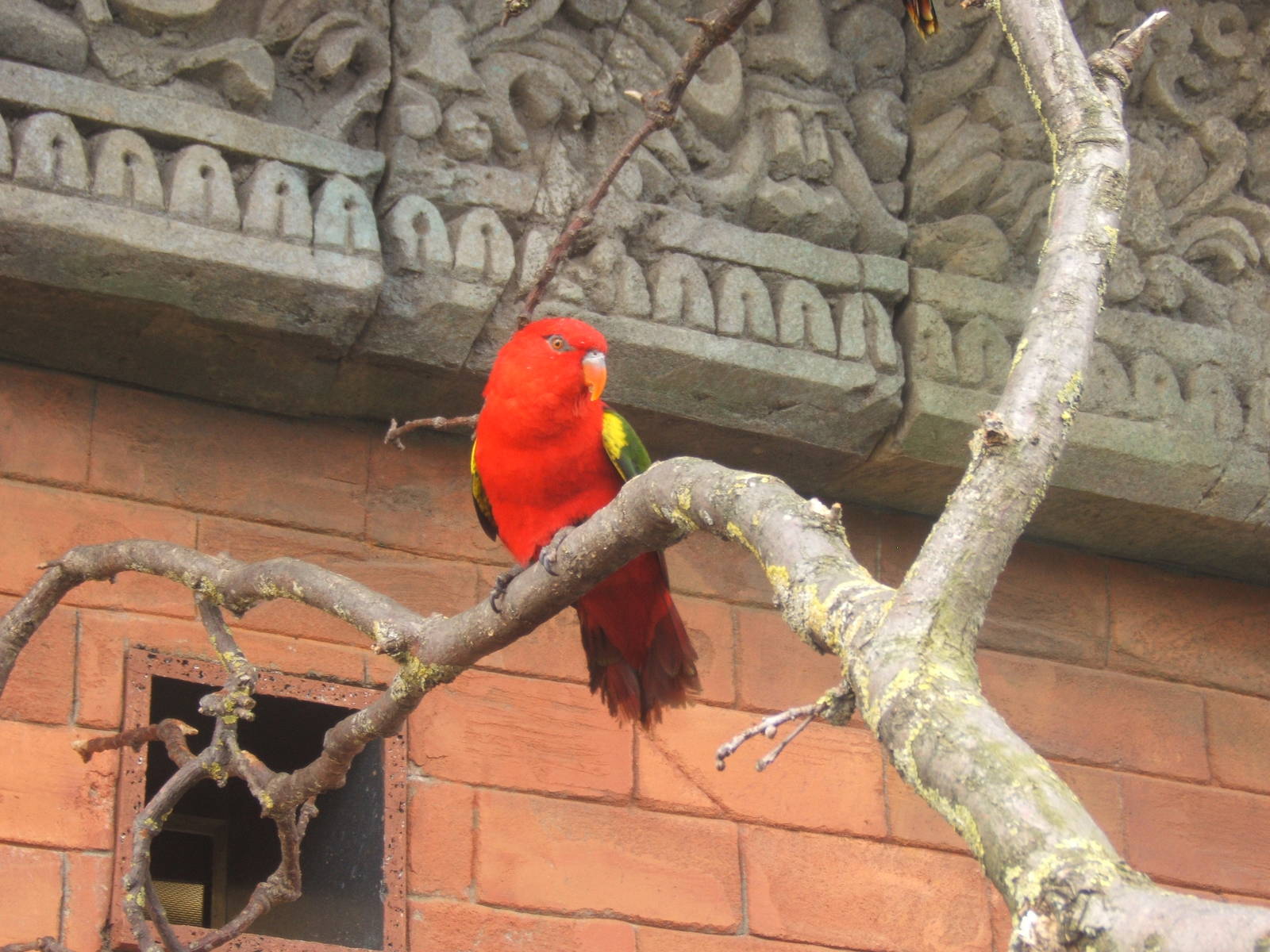 Yellow-backed Chattering Lory
