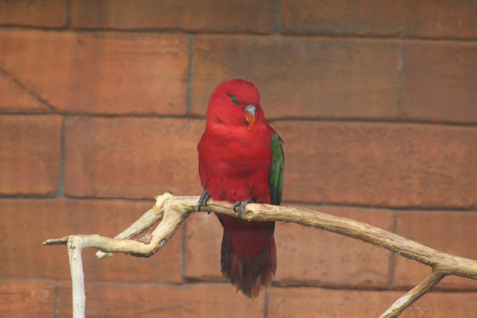 Yellow-Backed Chattering Lory