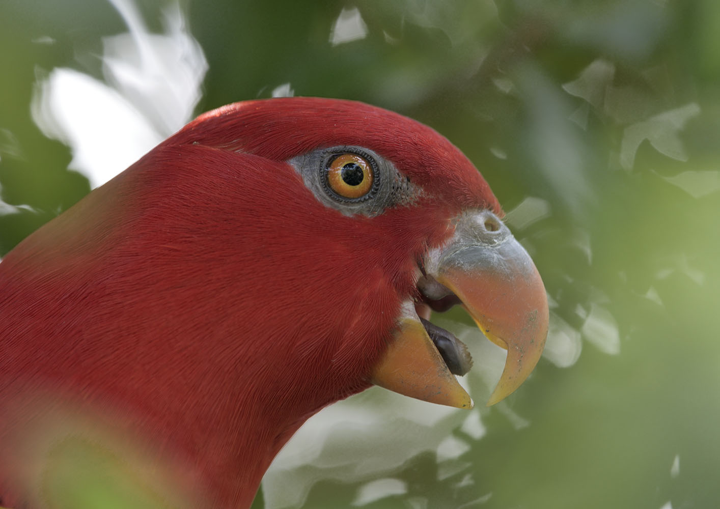 Yellow-backed chattering lory