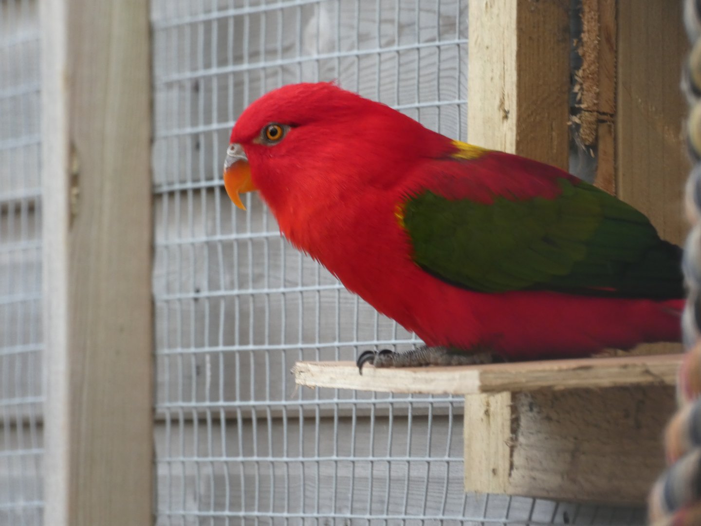 Yellow-backed Chattering Lory