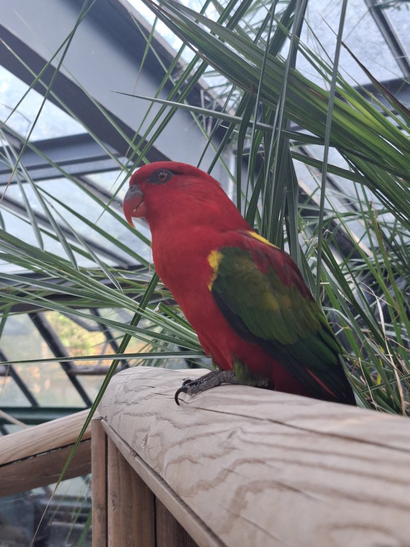 Yellow Backed Chattering Lory
