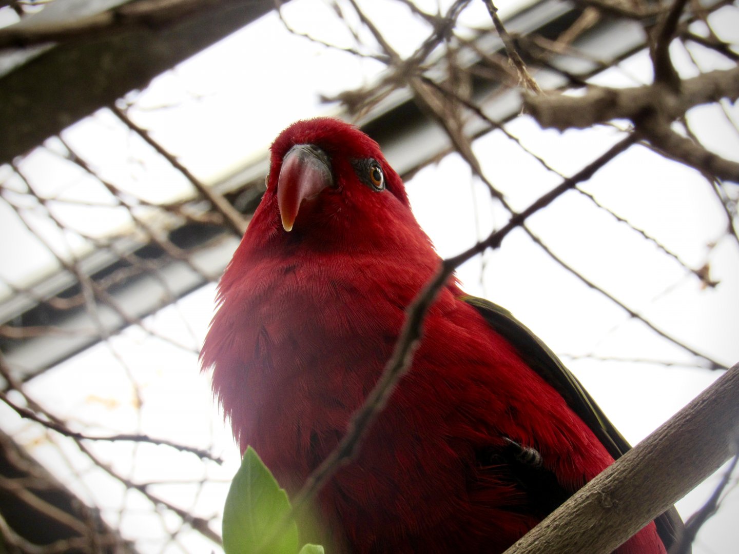 Yellow-backed chattering lory
