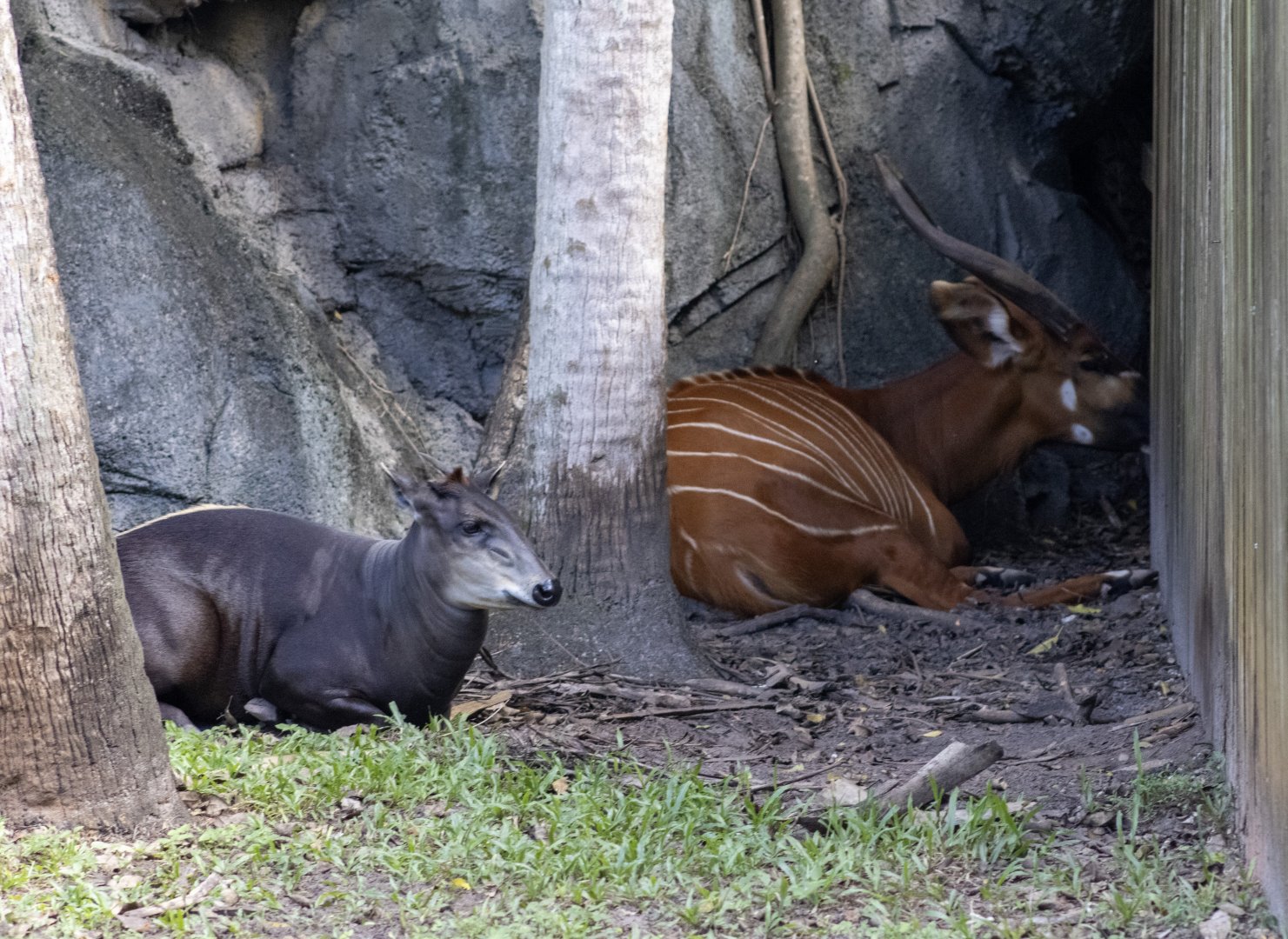 Yellow-backed Duiker and Bongo