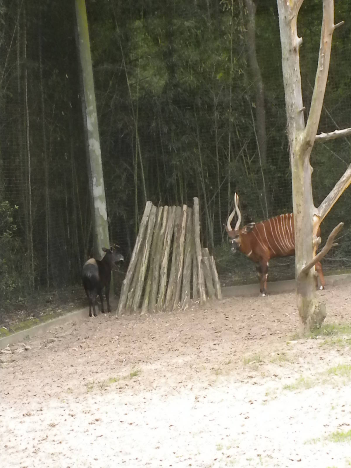 Yellow-Backed Duiker and East African Bongo