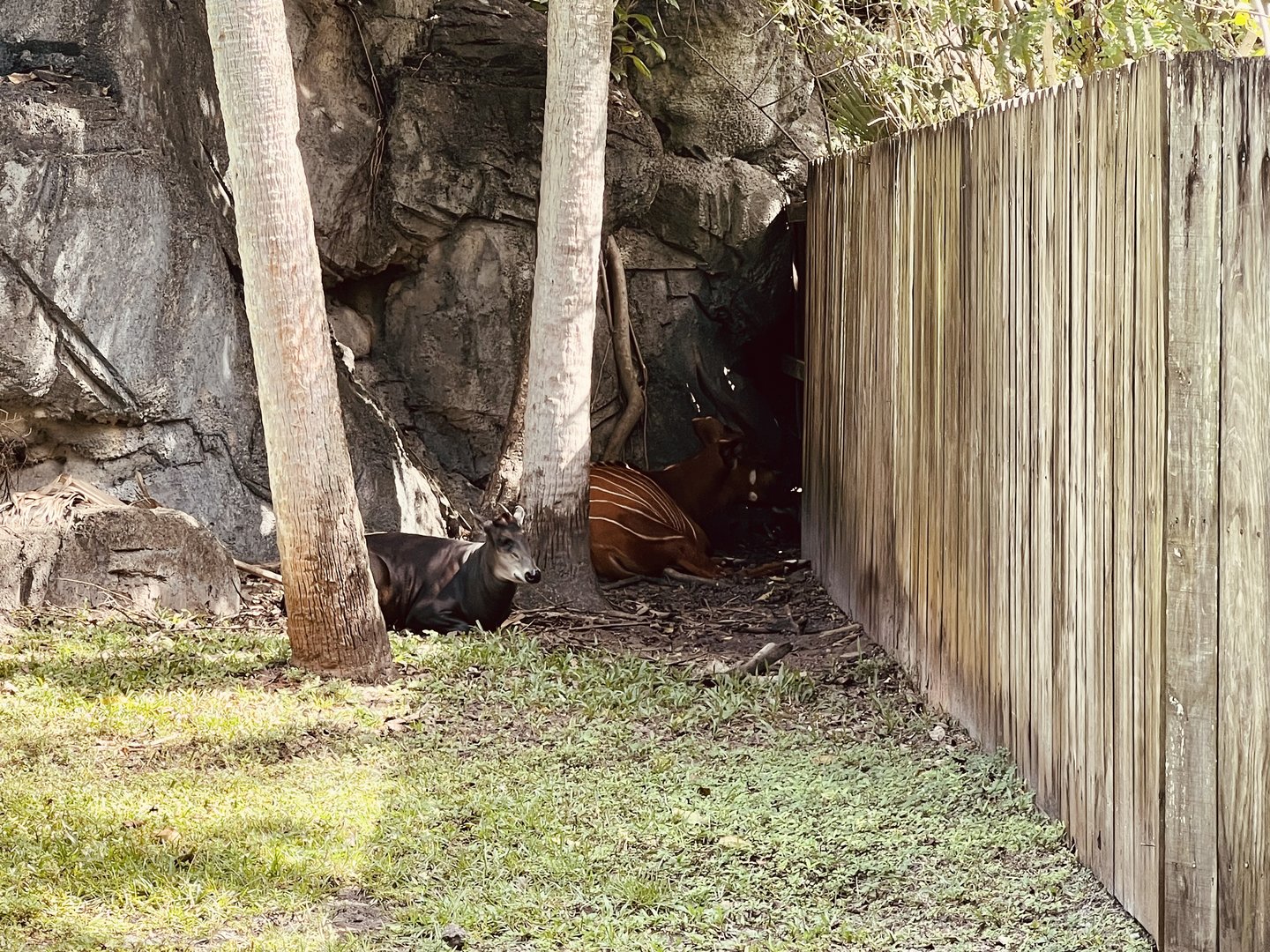 Yellow-backed Duiker and Eastern Bongo
