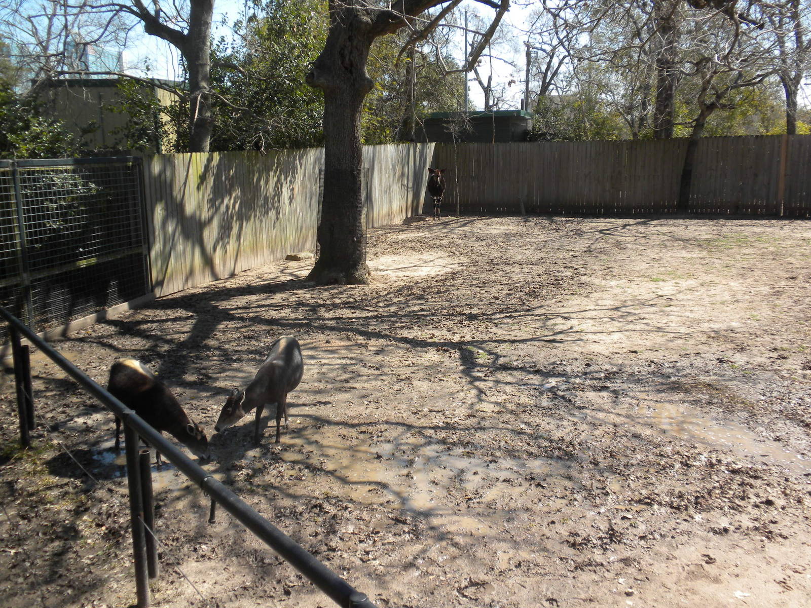 Yellow-Backed Duiker and Okapi