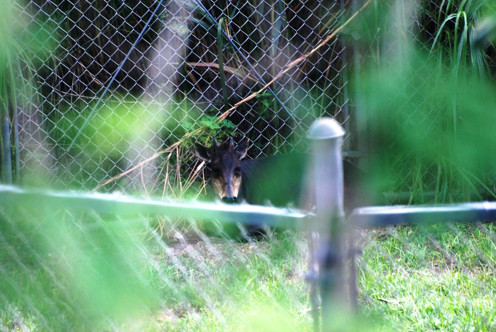 Yellow-backed Duiker at Miami, 12/10/13