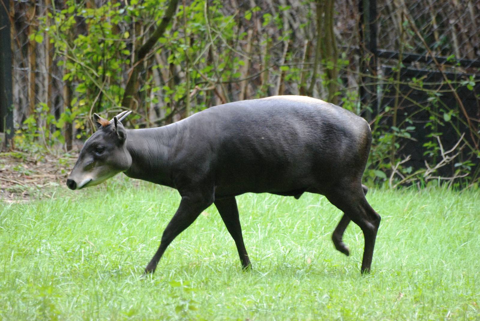 Yellow-backed Duiker at Nuremberg, 04/09/15