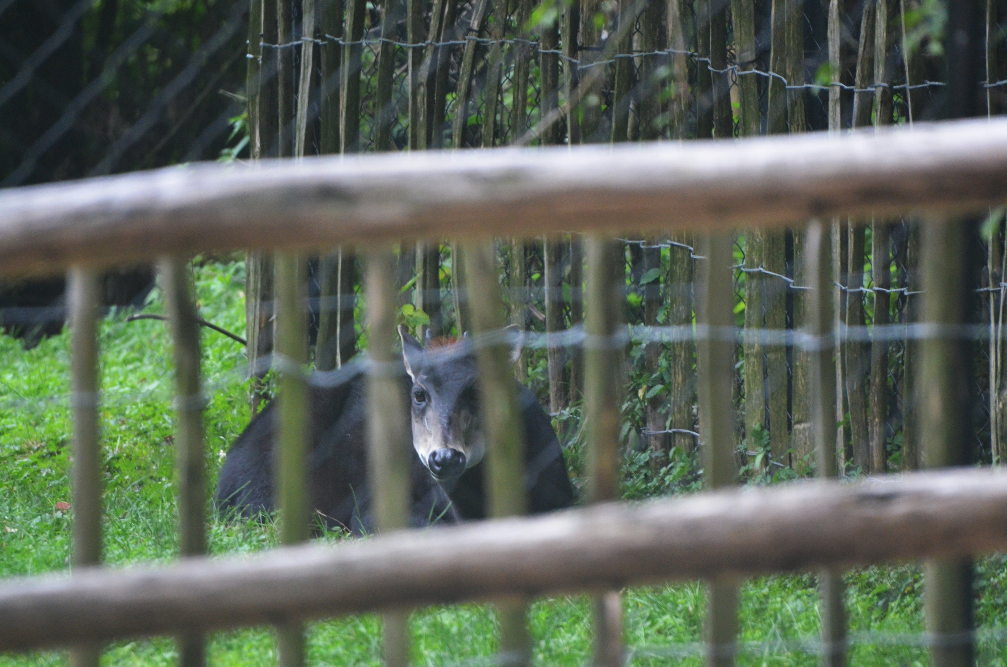 Yellow-backed Duiker at Nuremberg, 08/09/19