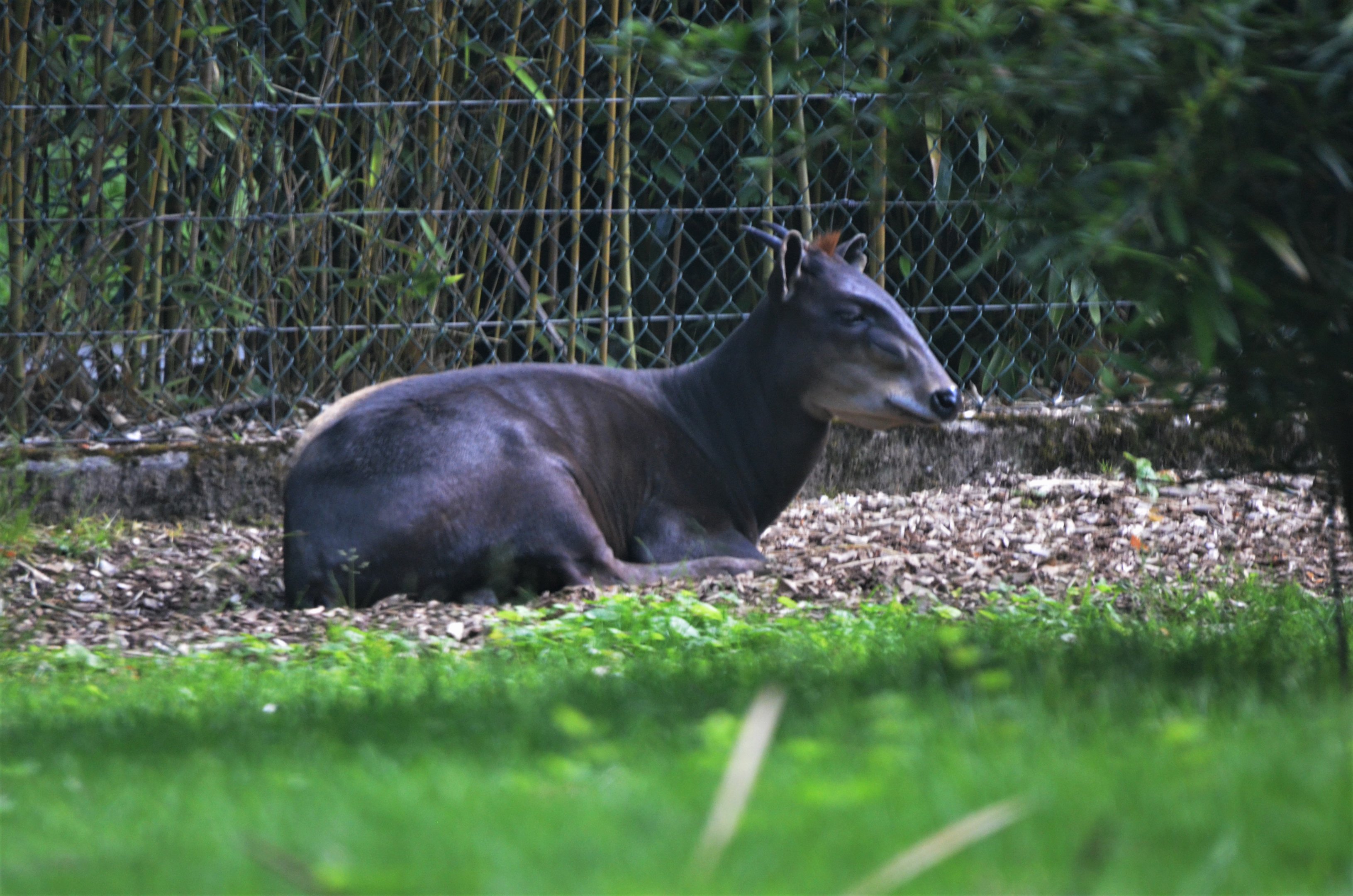 Yellow-backed Duiker at Wuppertal, 16/06/19