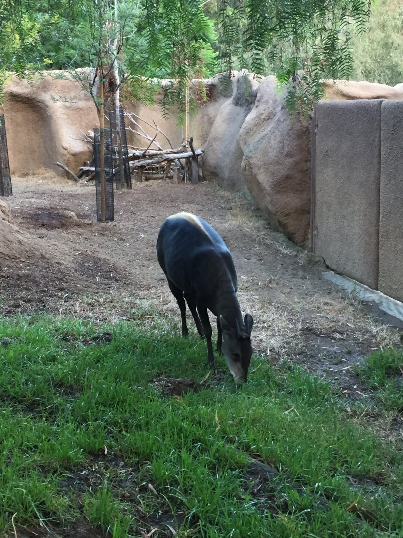 Yellow-backed duiker - August 2017