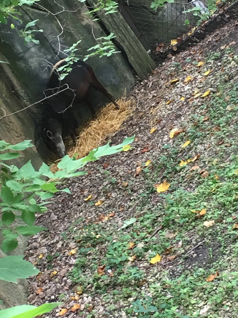 Yellow-Backed Duiker | Brookfield Zoo