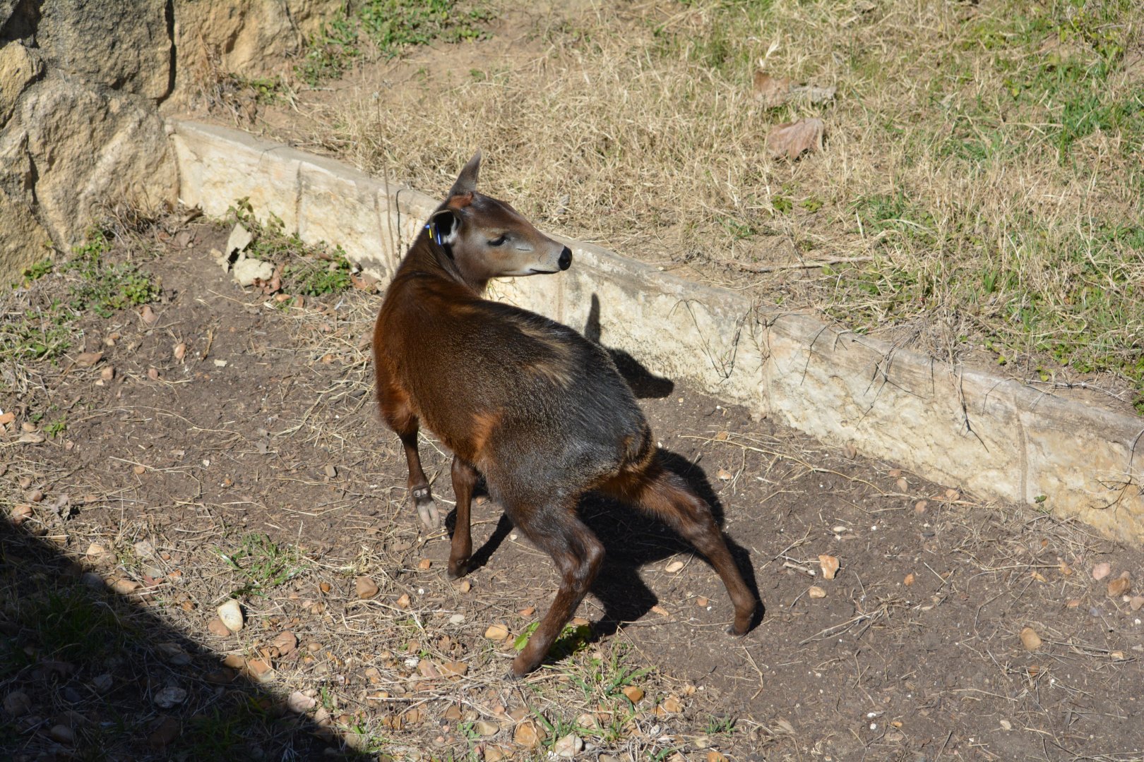 Yellow Backed Duiker Calf