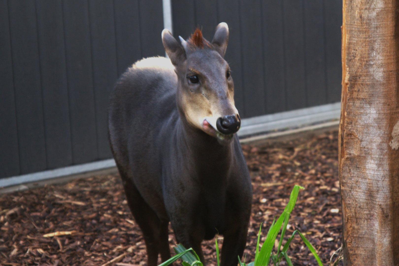Yellow-backed Duiker (Cephalophus silvicultor), 02-11-25