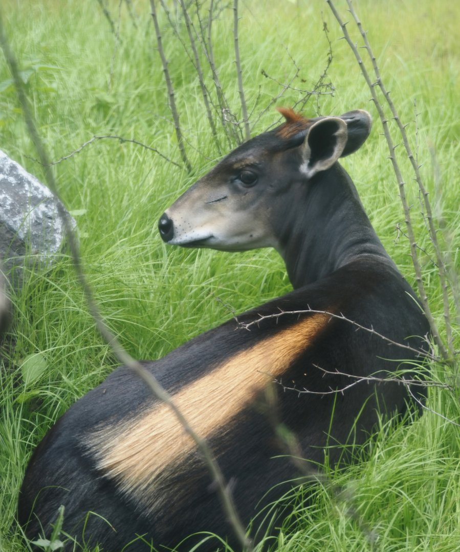 Yellow-backed duiker (Cephalophus silvicultor), 2025-08-03