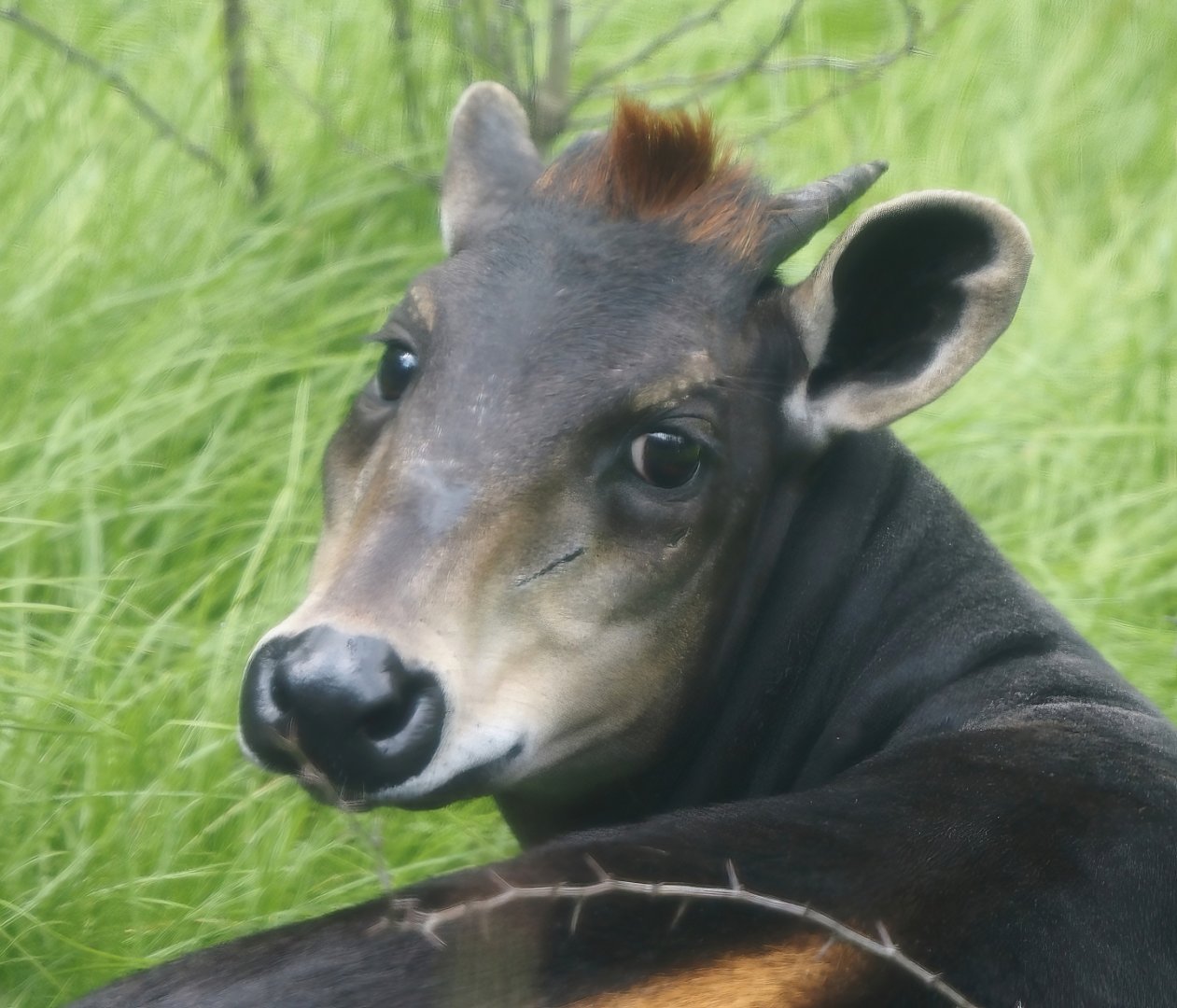 Yellow-backed duiker (Cephalophus silvicultor), 2025-08-03