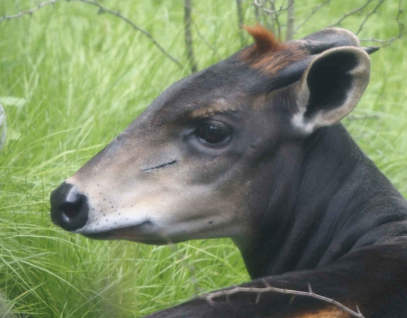 Yellow-backed duiker (Cephalophus silvicultor), 2025-08-03