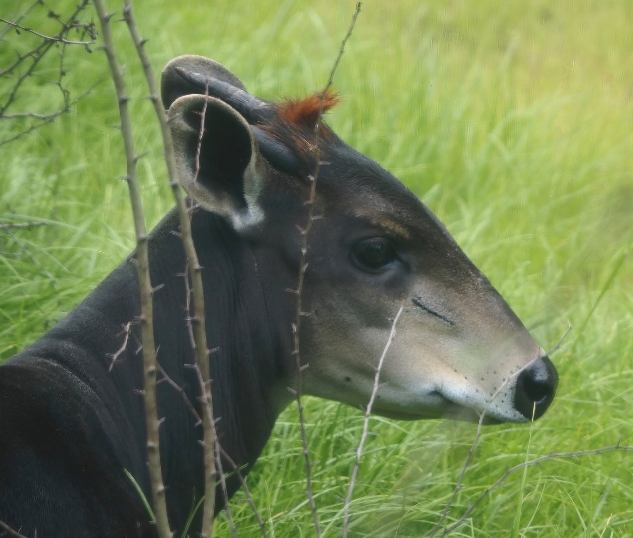 Yellow-backed duiker (Cephalophus silvicultor), 2025-08-03