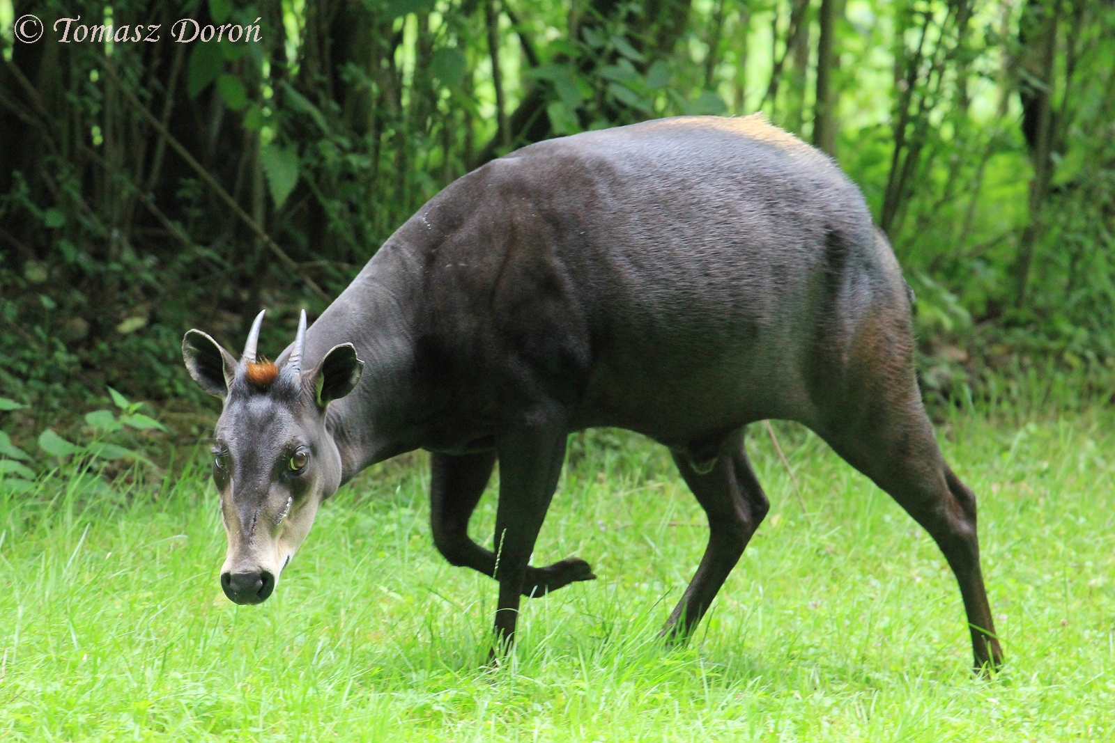 Yellow-backed Duiker (Cephalophus silvicultor), July 2017