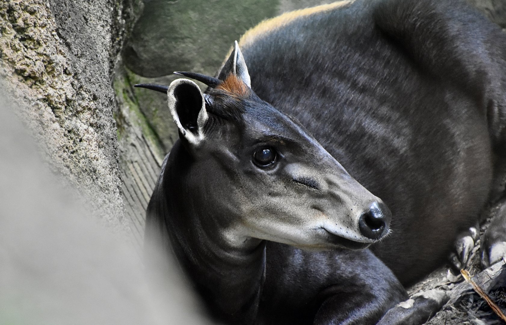 Yellow-Backed Duiker (Cephalophus silvicultor) male