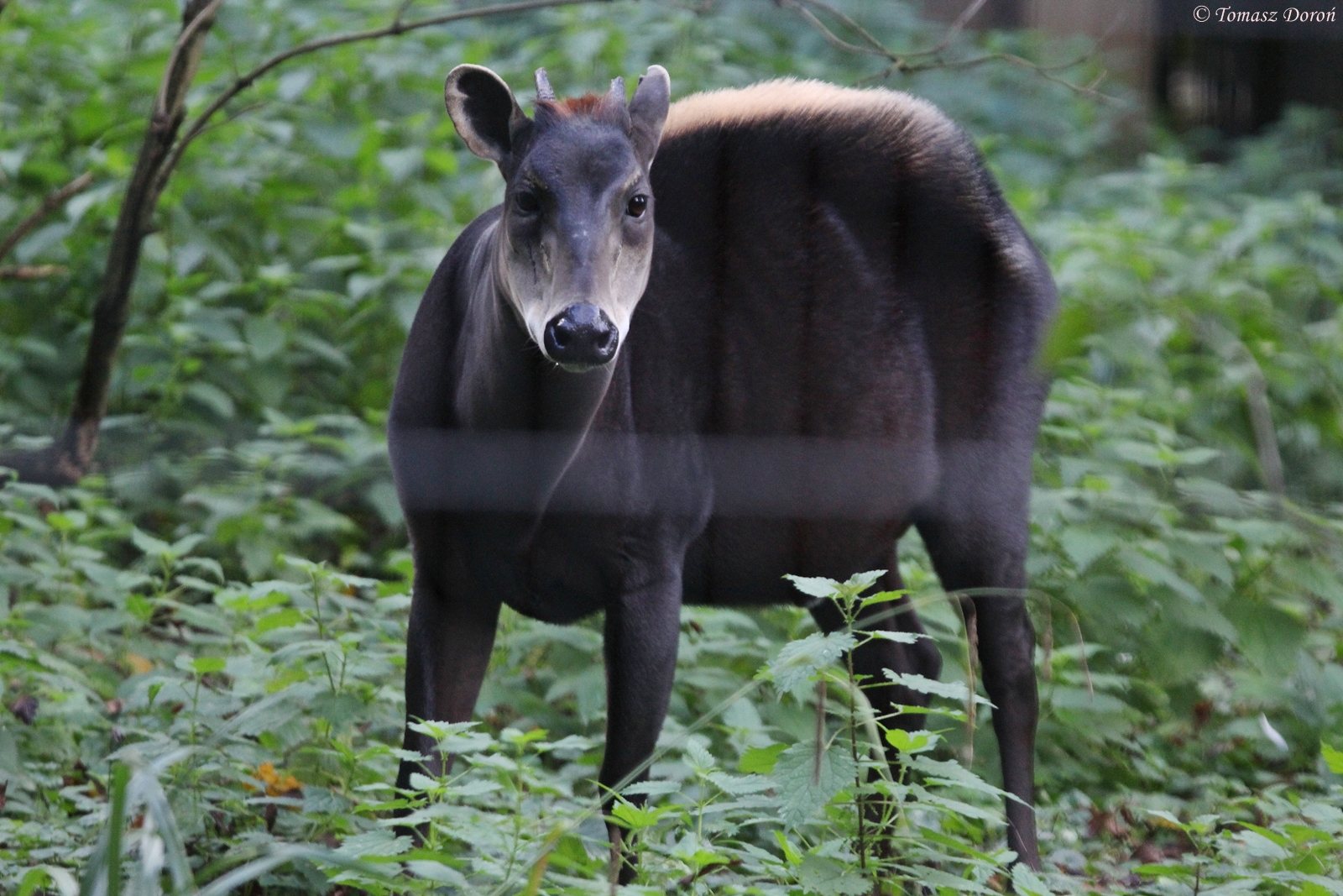 Yellow-backed Duiker (Cephalophus silvicultor)