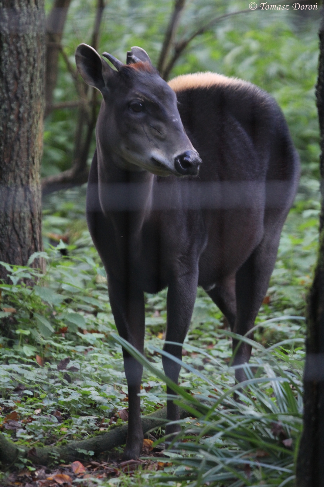 Yellow-backed Duiker (Cephalophus silvicultor)
