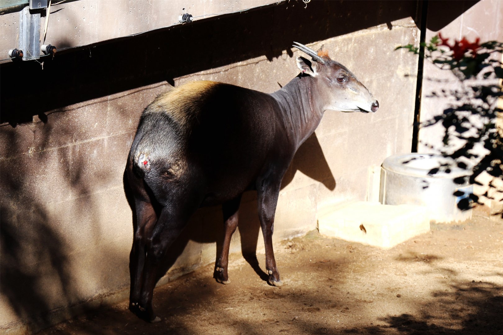Yellow-backed Duiker (Cephalophus silvicultor)