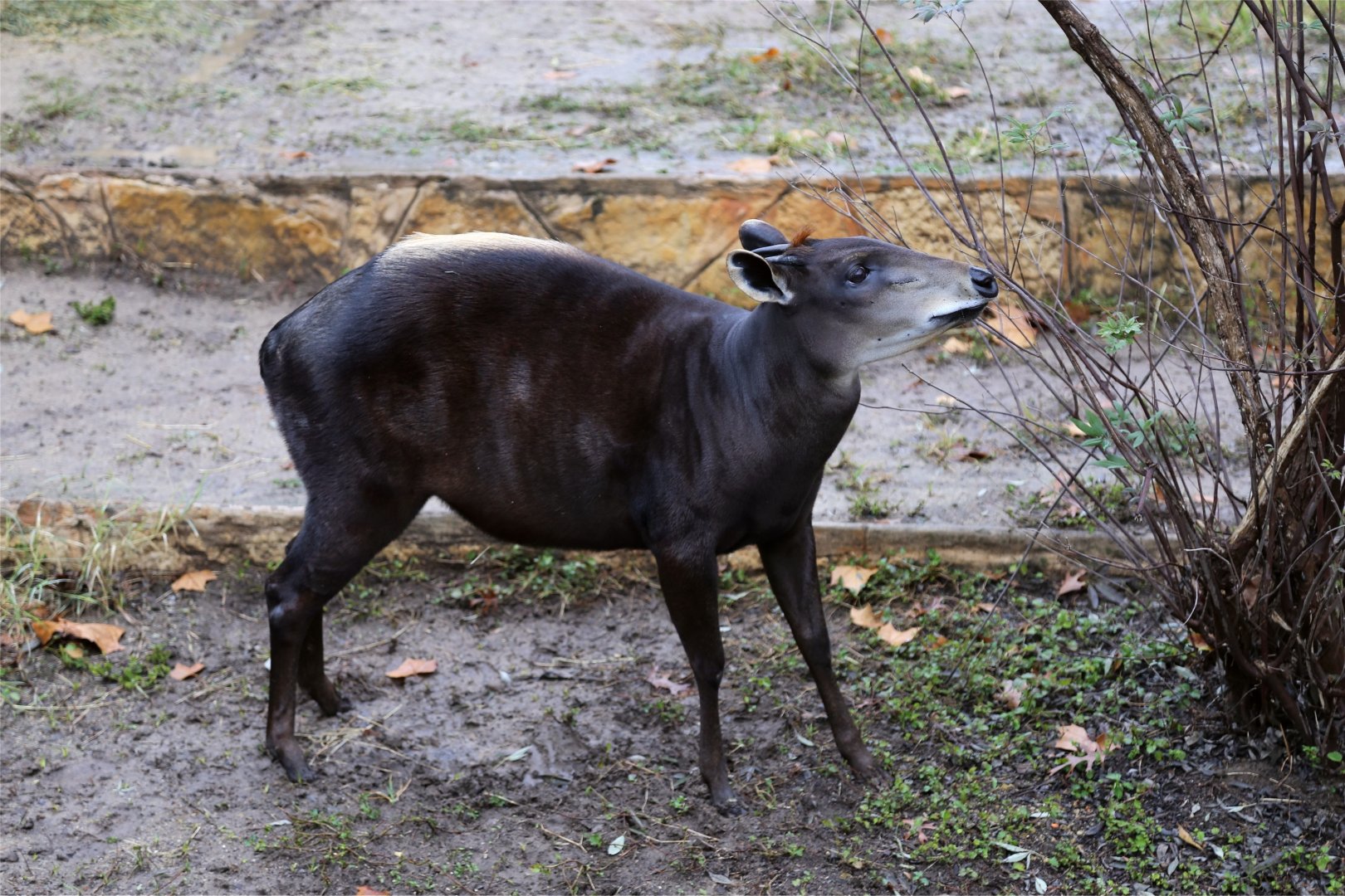 Yellow-backed Duiker (Cephalophus silvicultor)