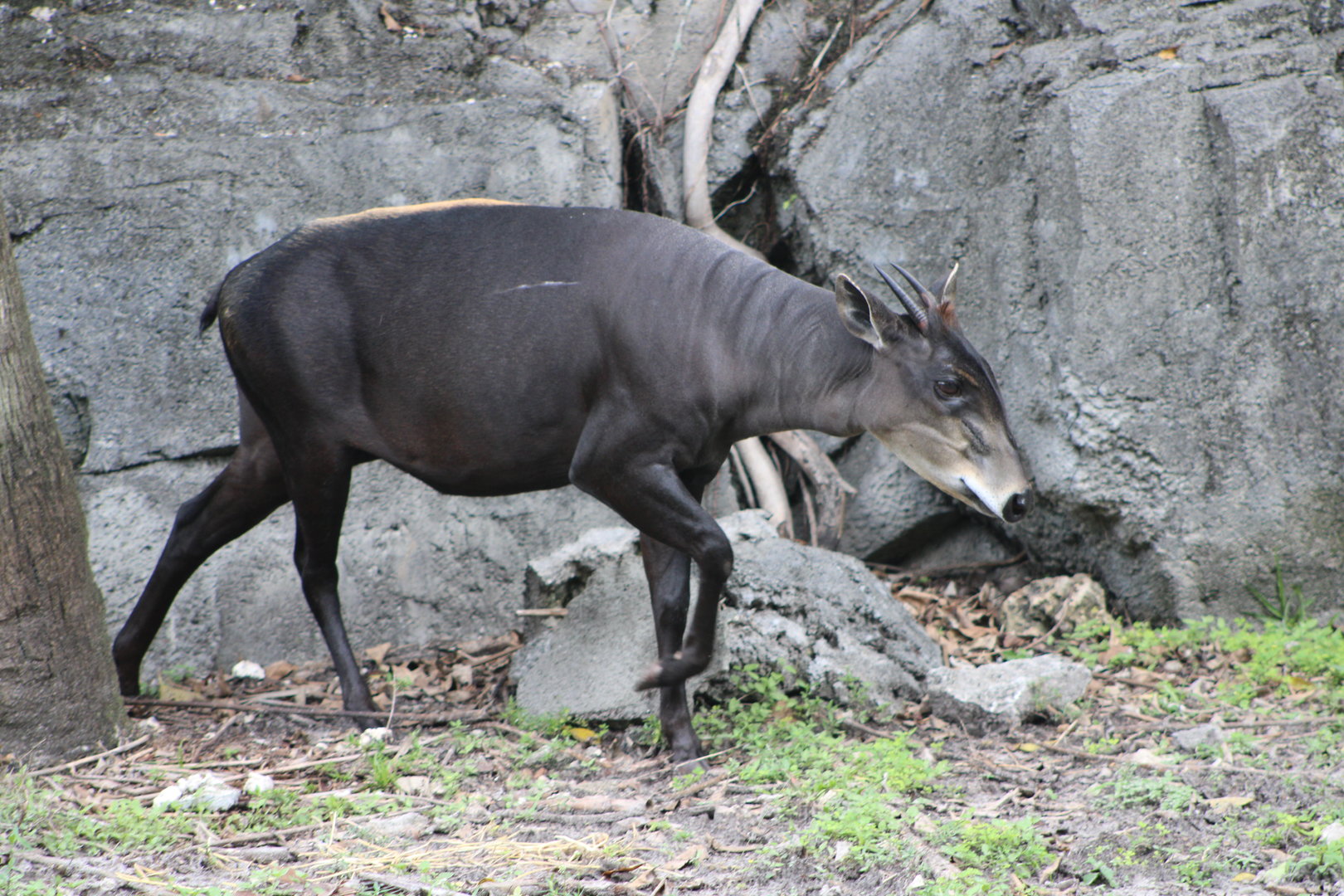 Yellow-Backed Duiker (Cephalophus silvicultor)