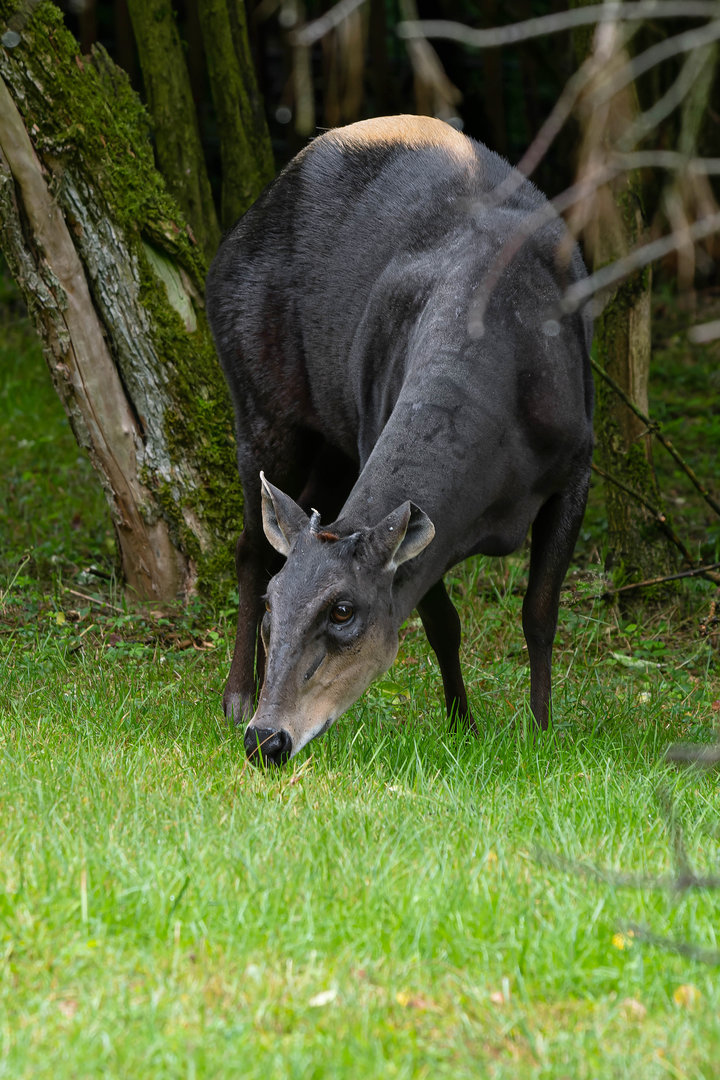 Yellow-backed duiker (Cephalophus silvicultor)