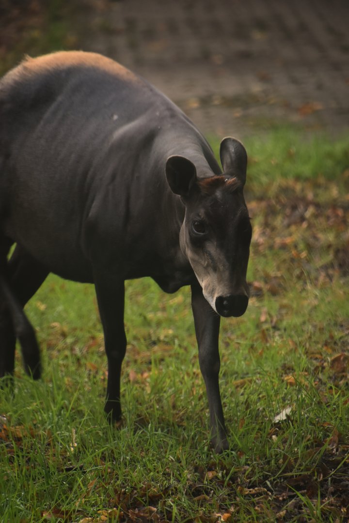 Yellow backed duiker, Cephalophus silvicultor