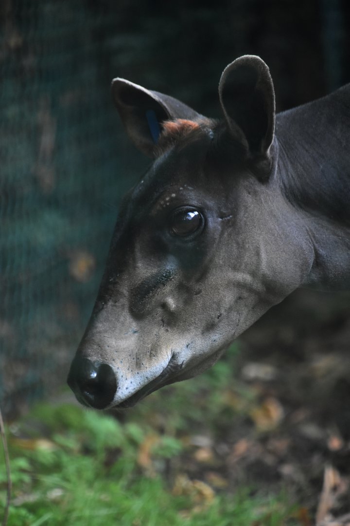 Yellow backed duiker, Cephalophus silvicultor