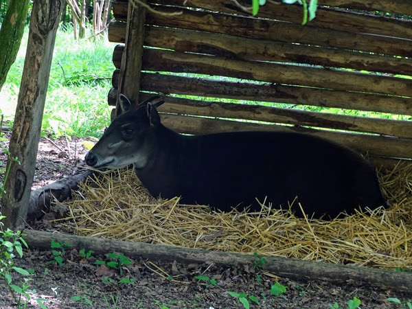 Yellow-backed duiker (Cephalophus silvicultor)