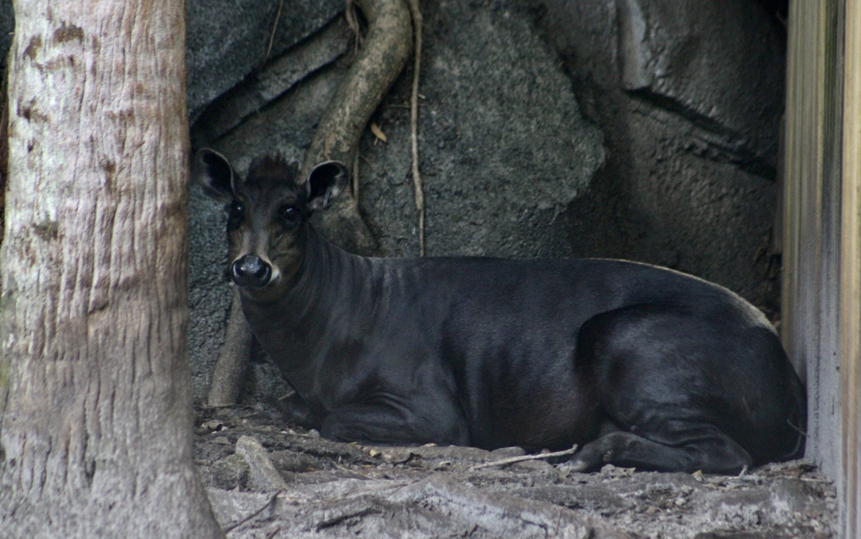 Yellow-Backed Duiker (Cephalophus silvicultor)